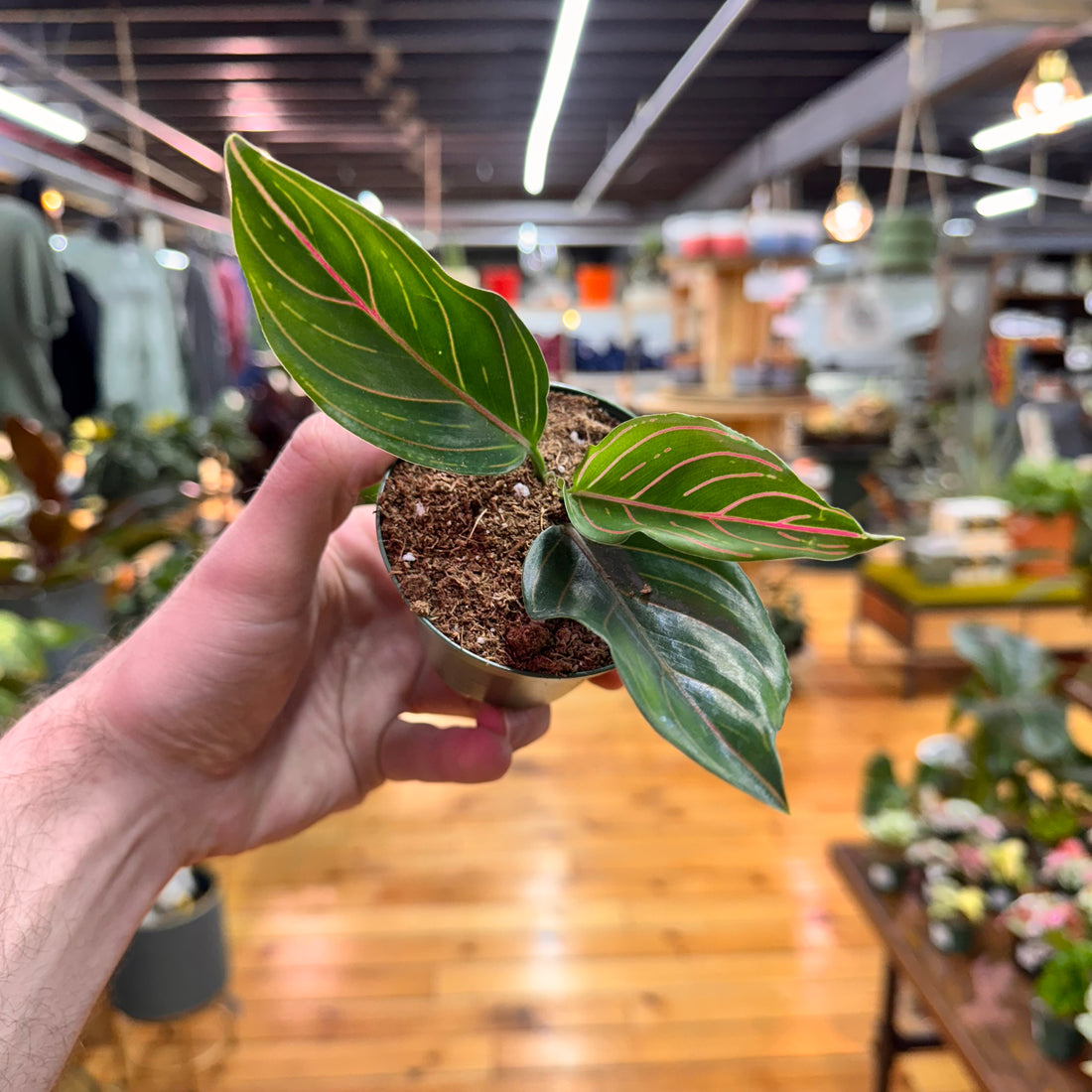 Aglaonema Red Vein