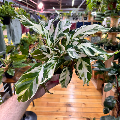 Calathea Stella