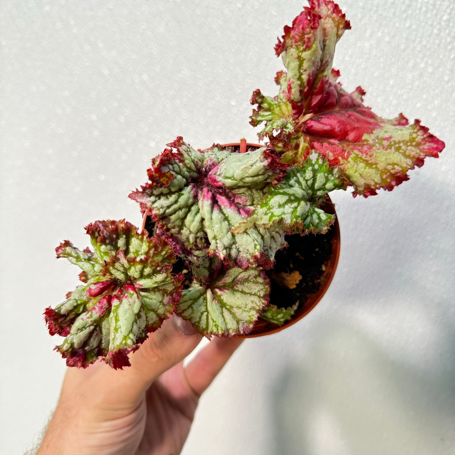 Begonia Watermelon Sugar High