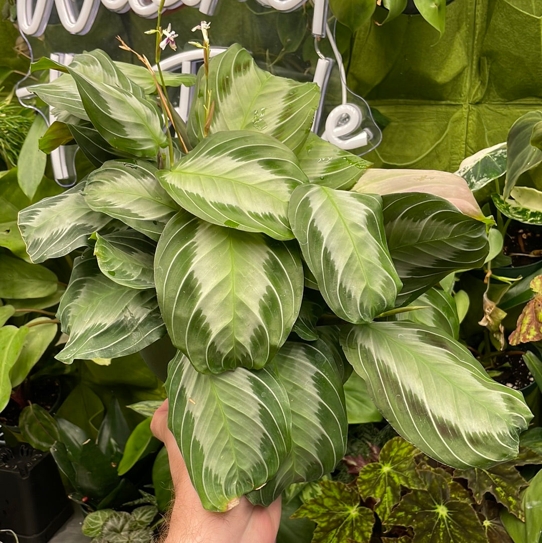 Maranta Silver Band