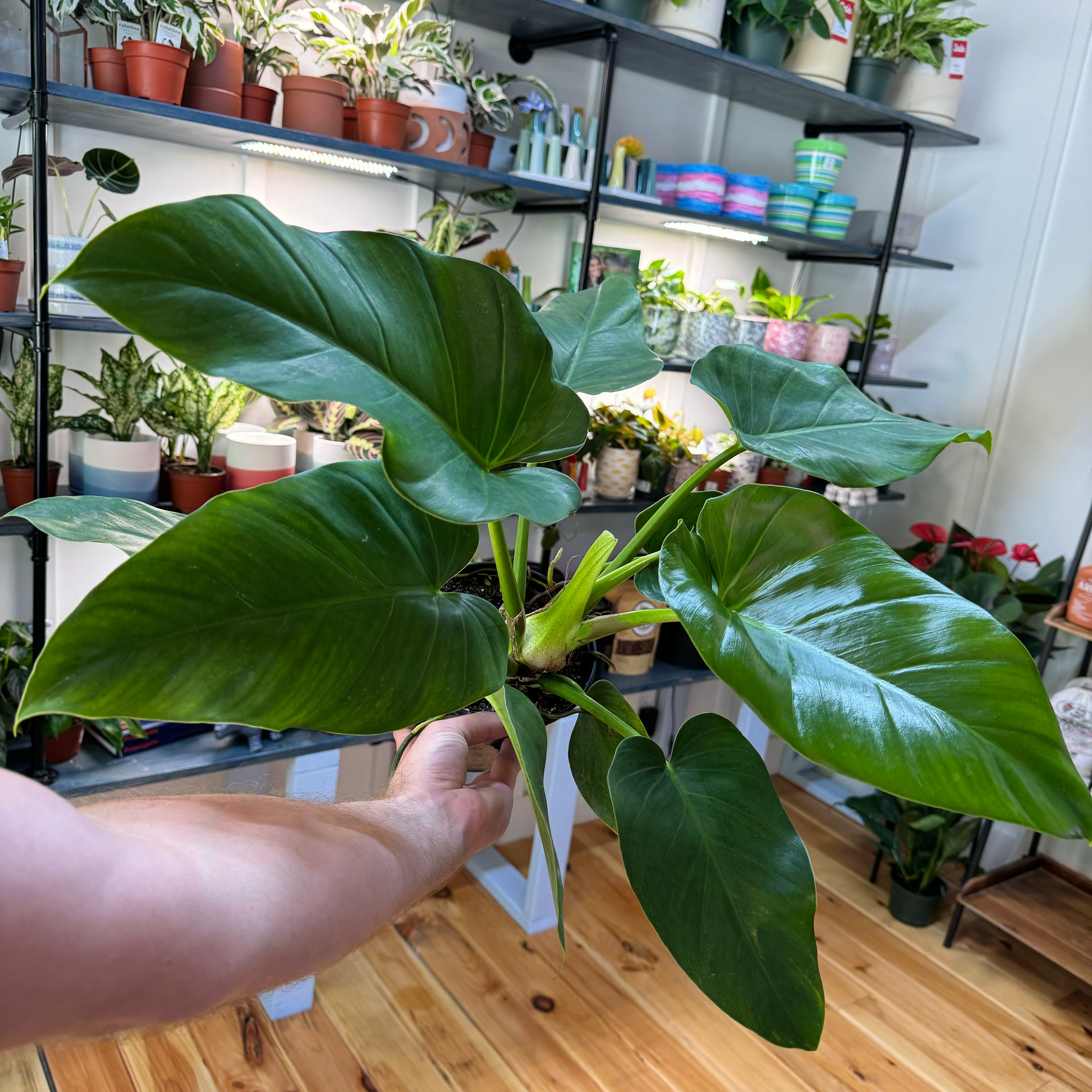 Philodendron Giganteum