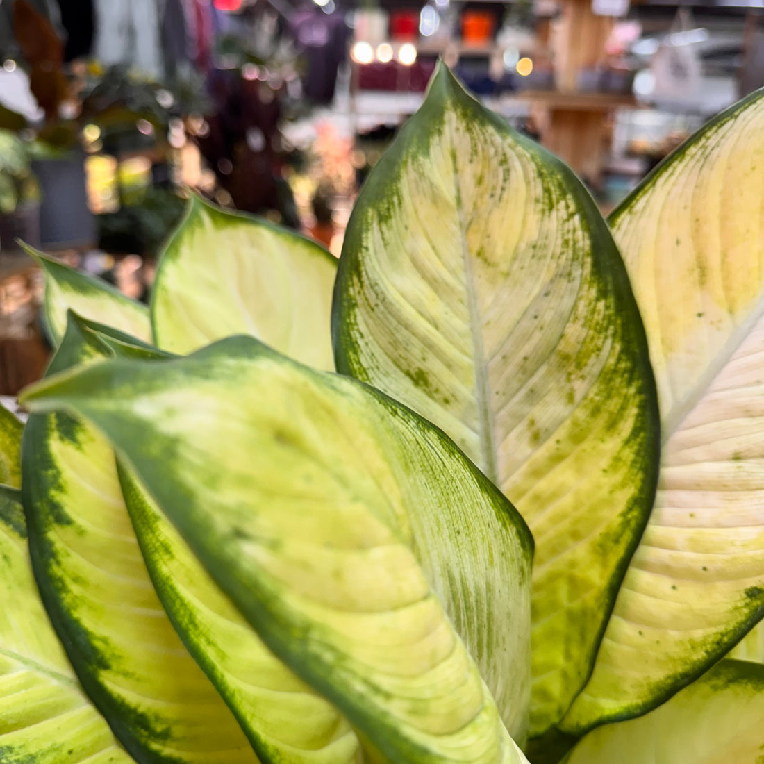 Dieffenbachia Tropic Marianne