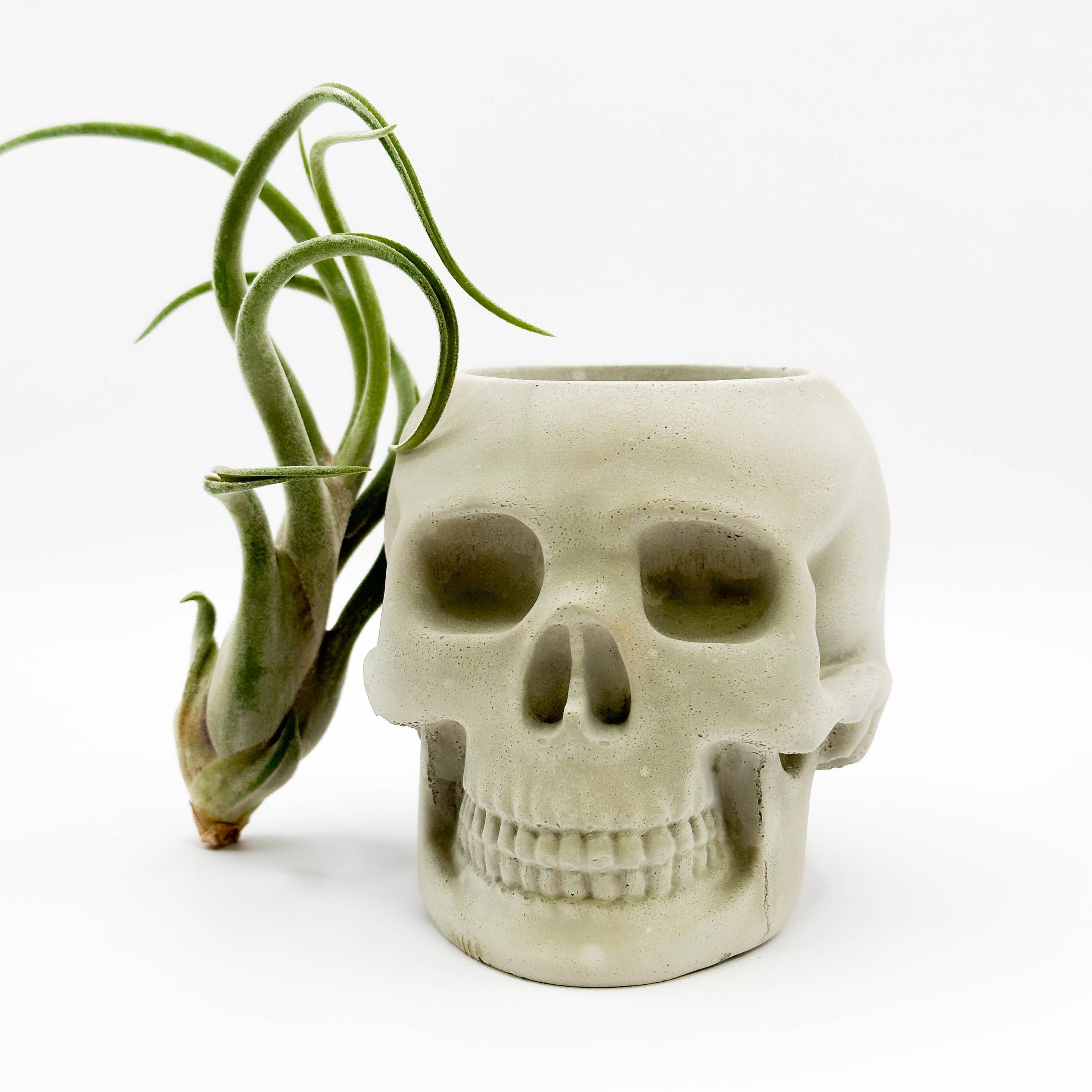 Skull Concrete Planter