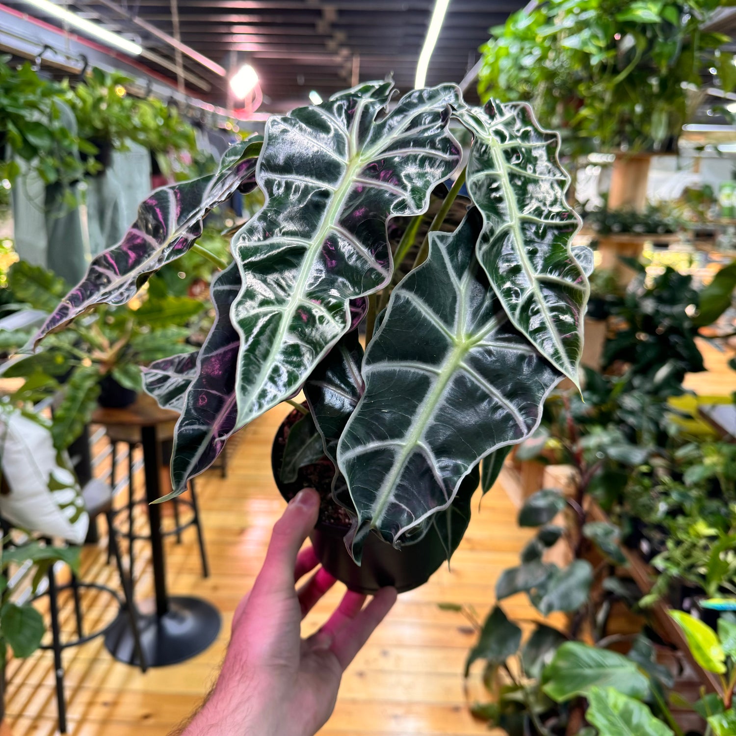 Alocasia Polly