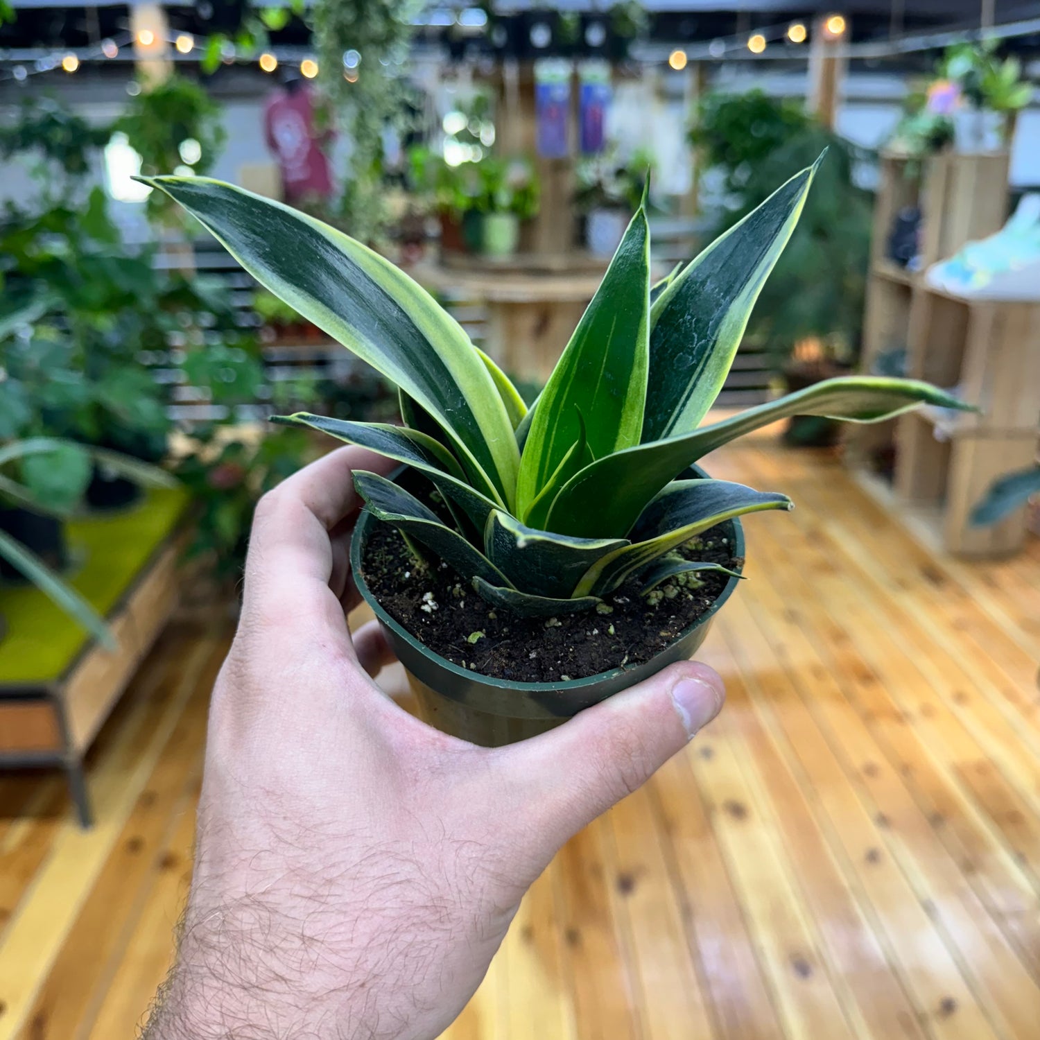 Sansevieria Black Gold