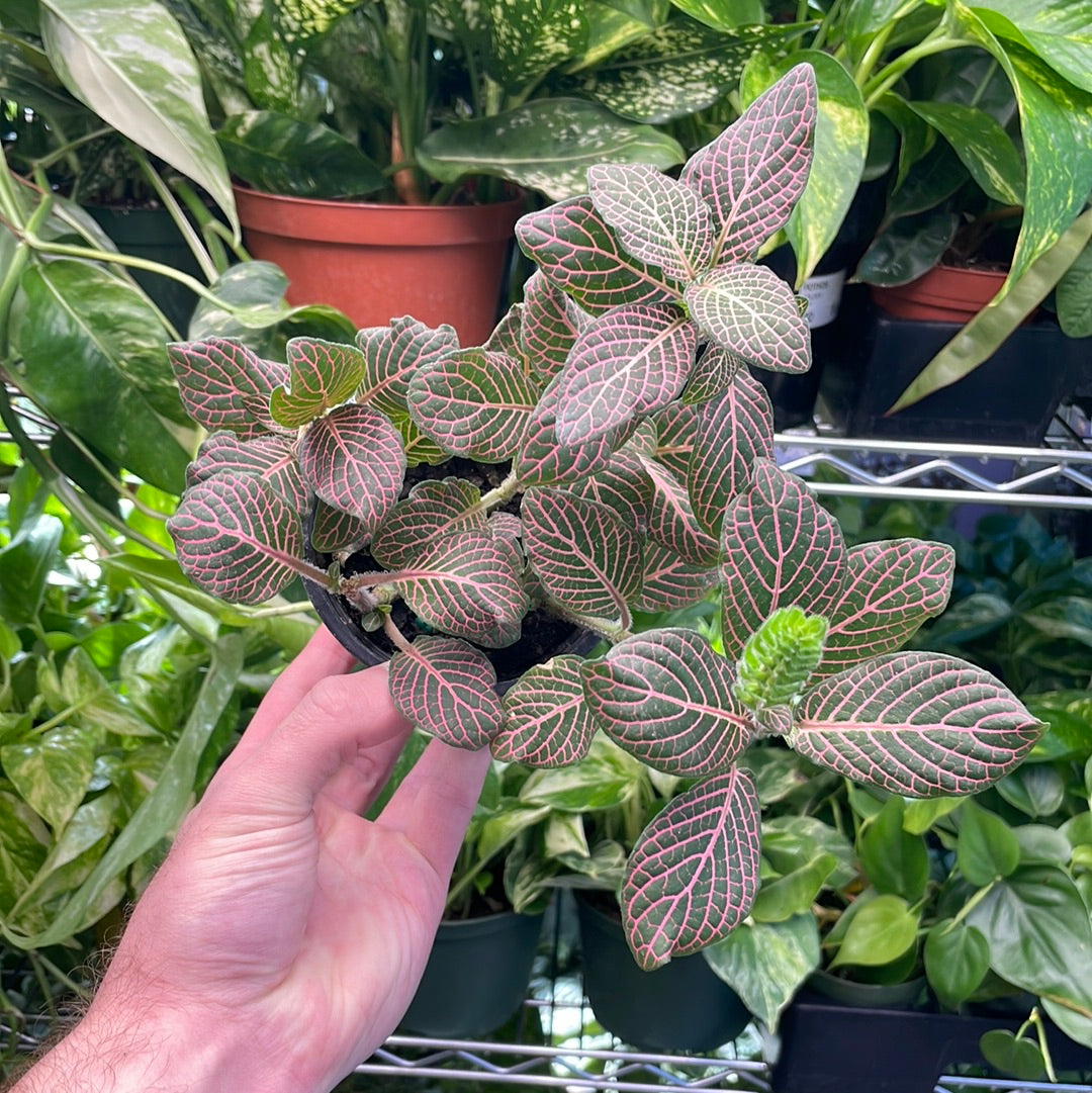 Fittonia Nerve Plant