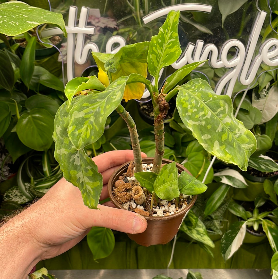 Aglaonema Pictum Tricolor