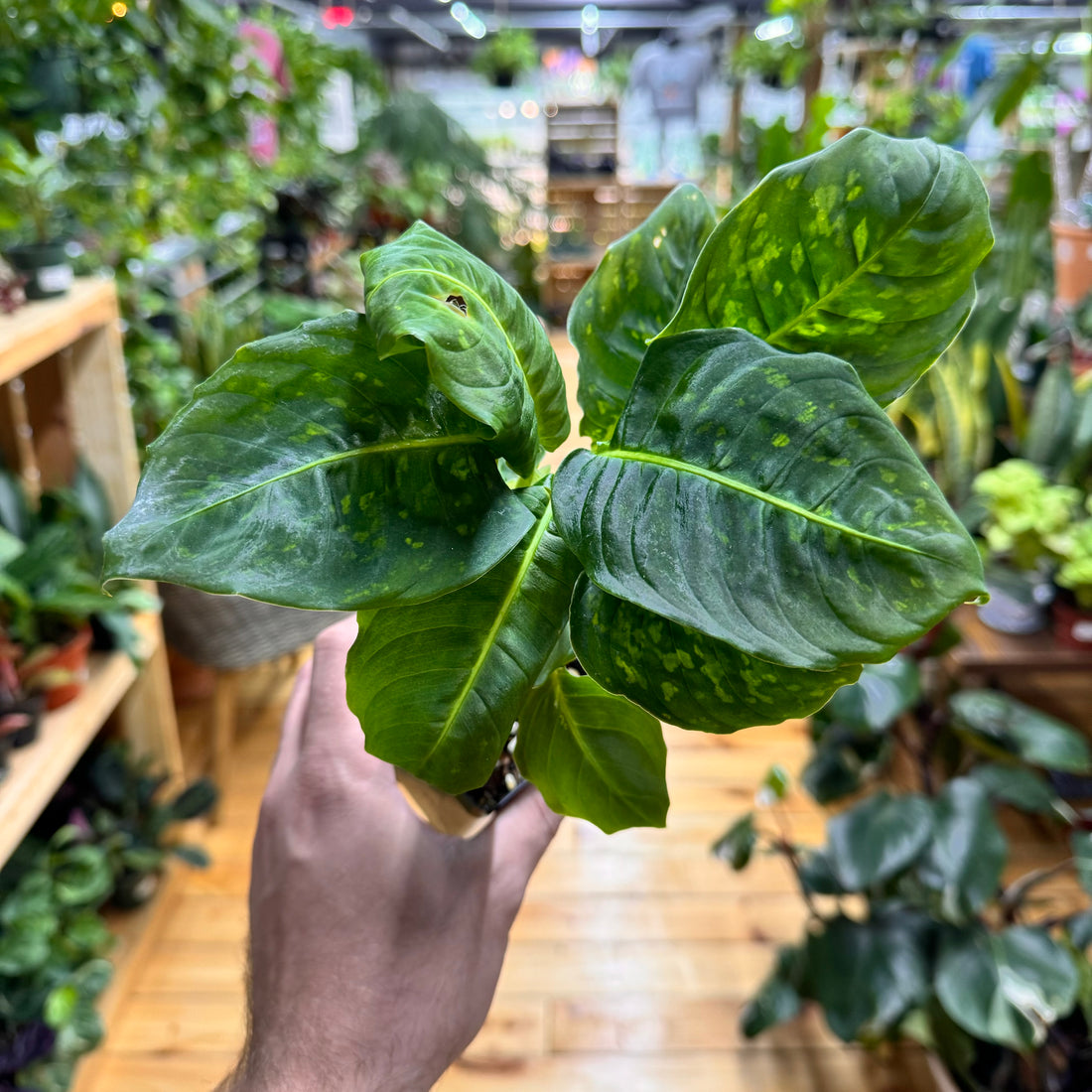 Dieffenbachia Reflector