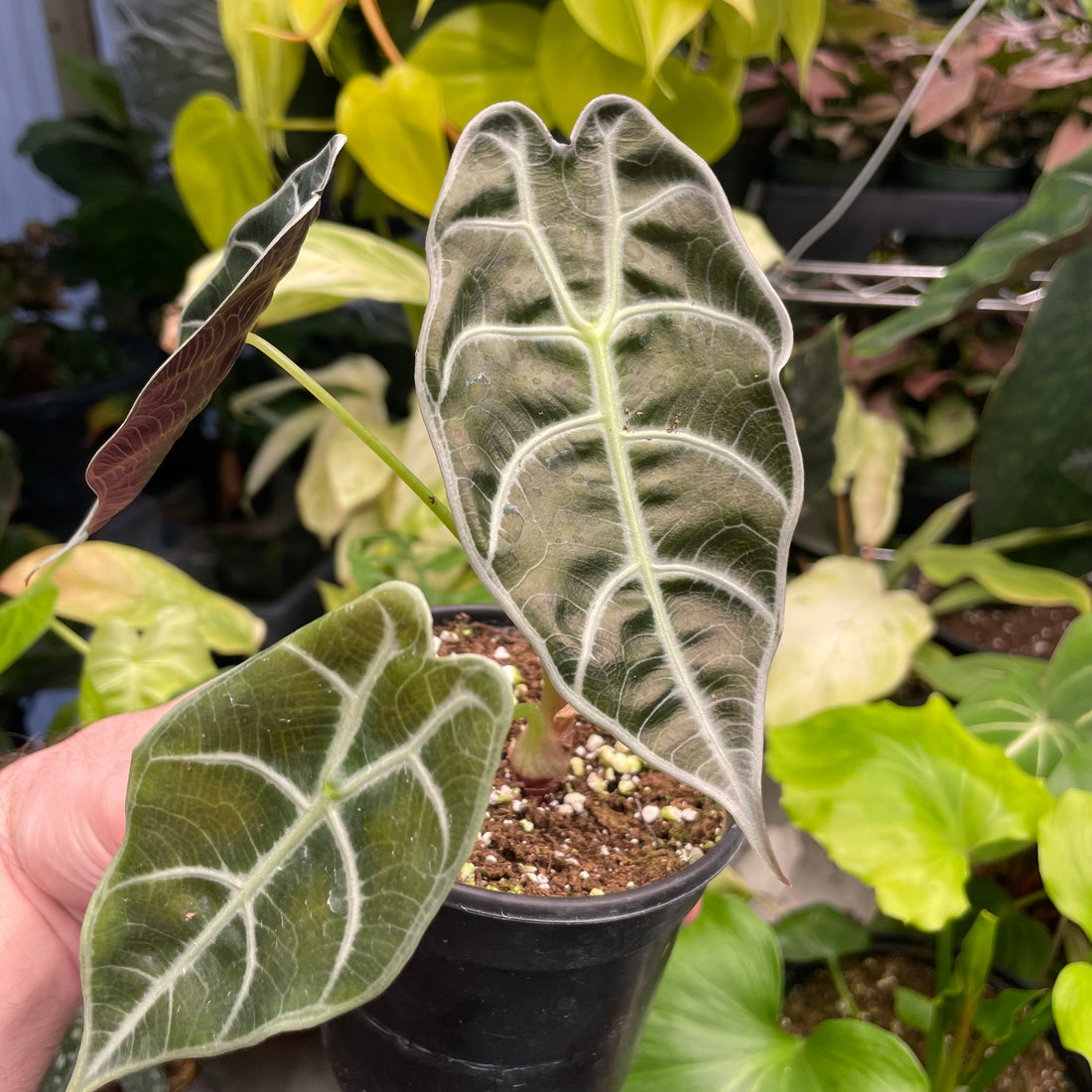 Alocasia Watsoniana