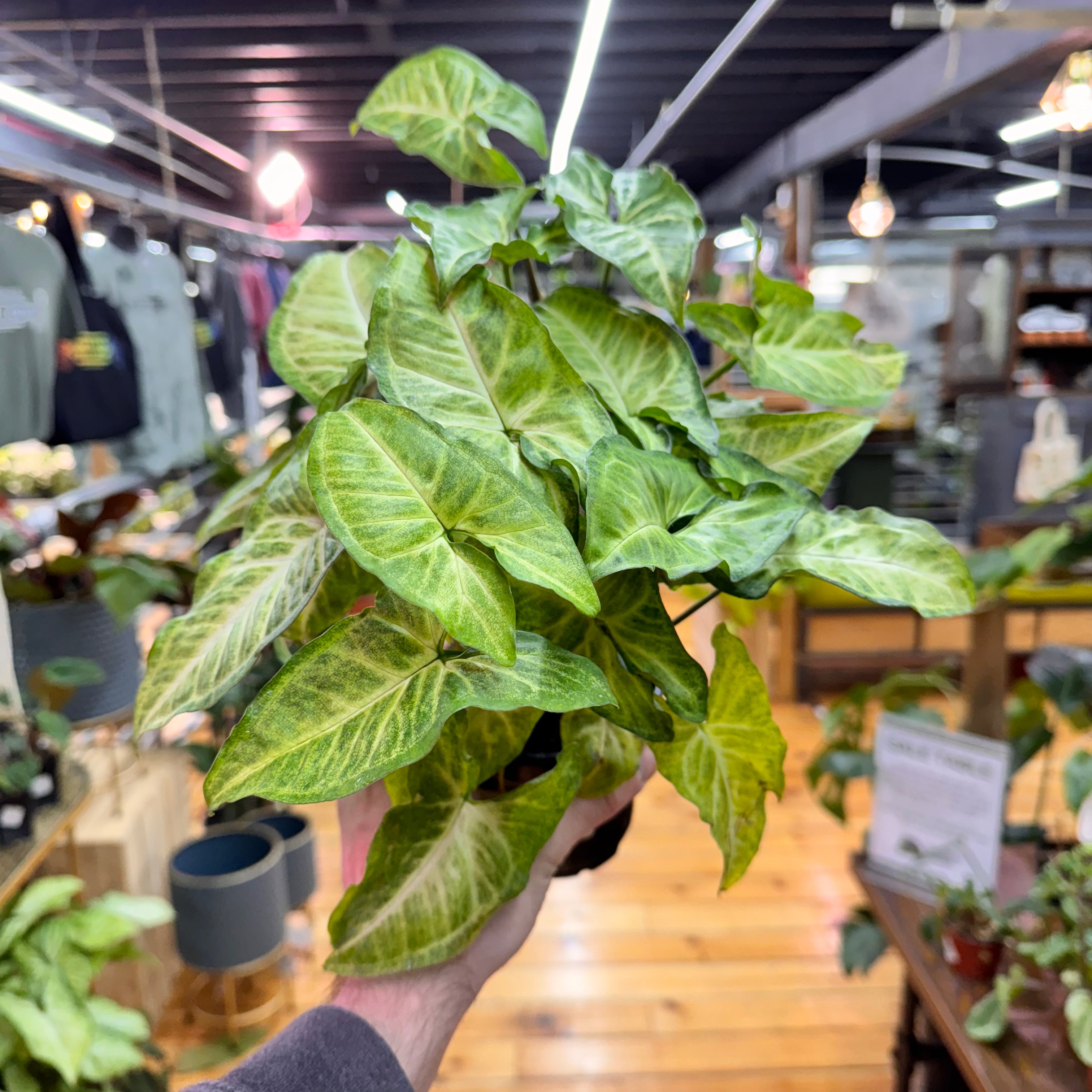 Syngonium White Butterfly