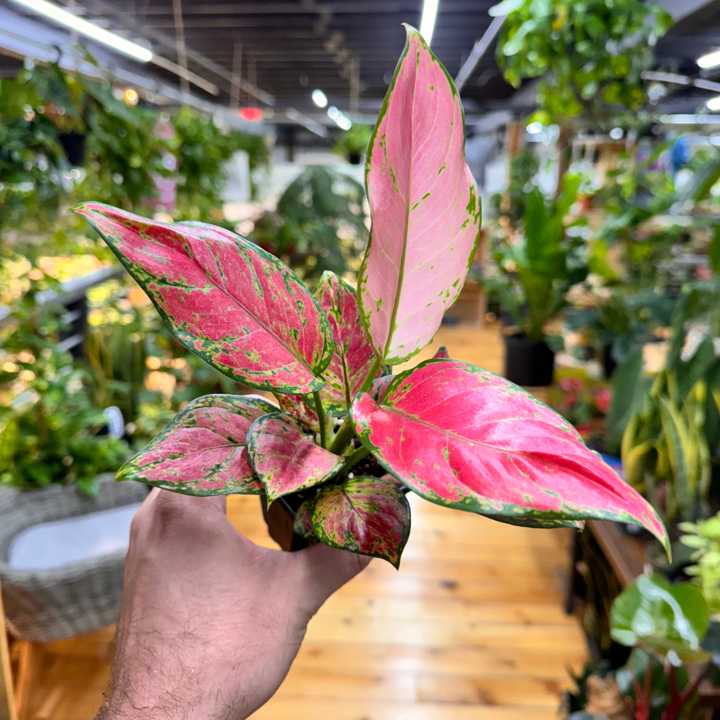 Aglaonema Richard