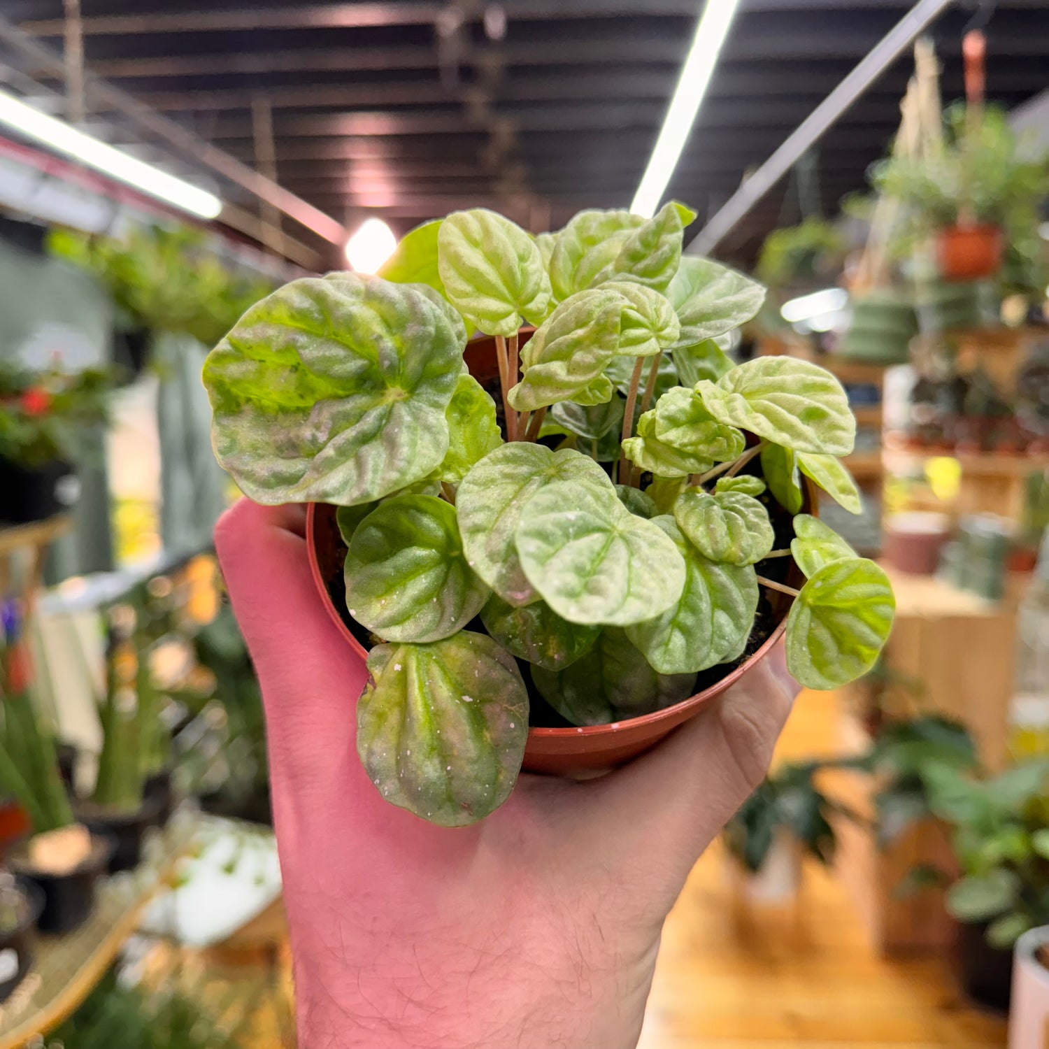 Peperomia Silver Dragon