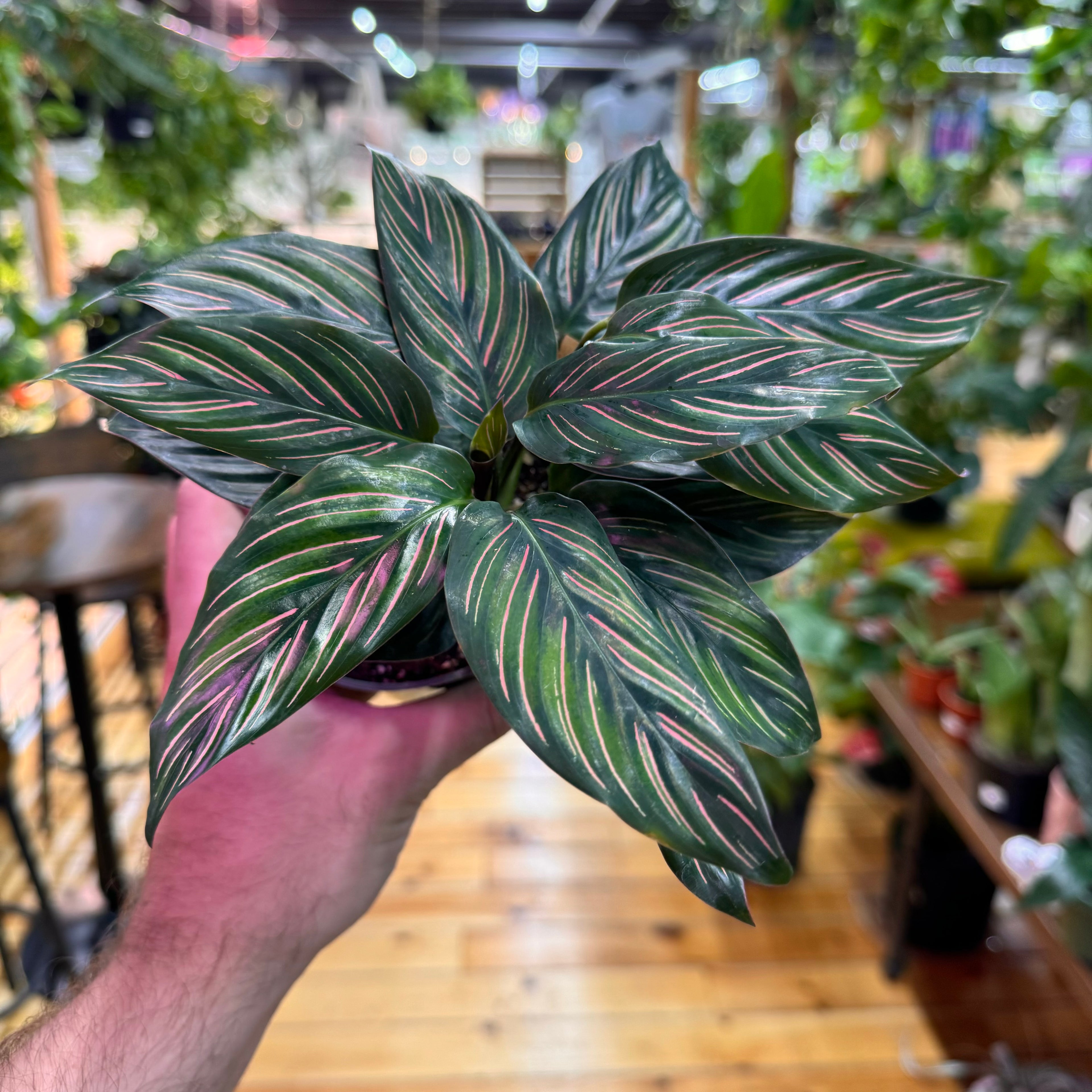 Calathea Beauty Star