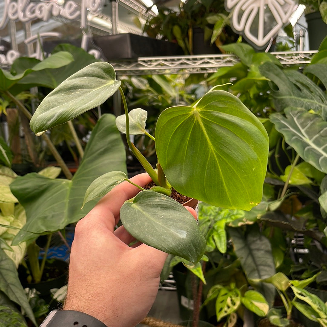 Philodendron McDowell