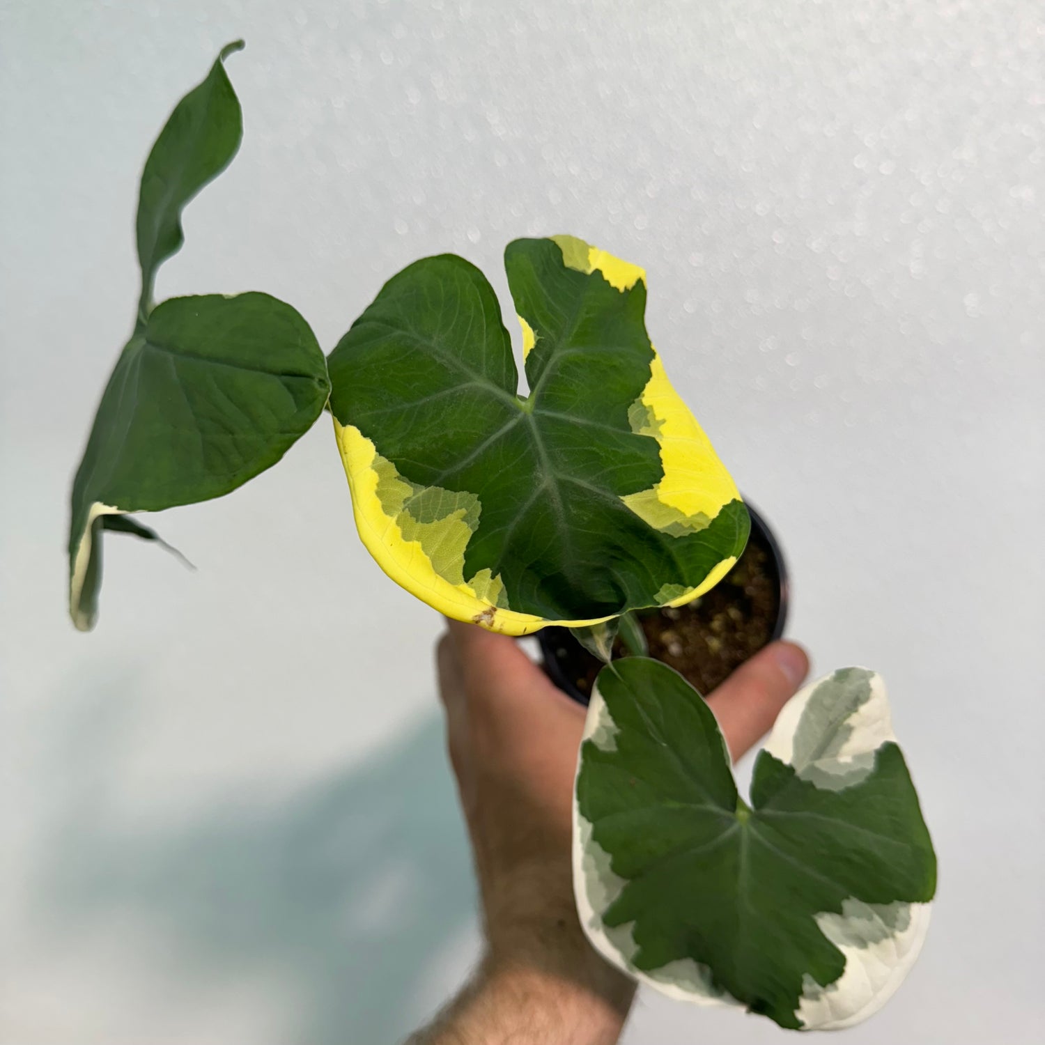 Alocasia Mickey Mouse