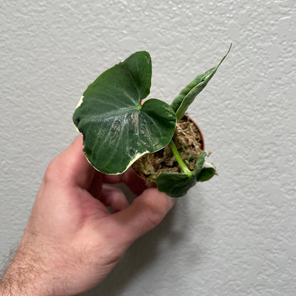 Alocasia Mickey Mouse