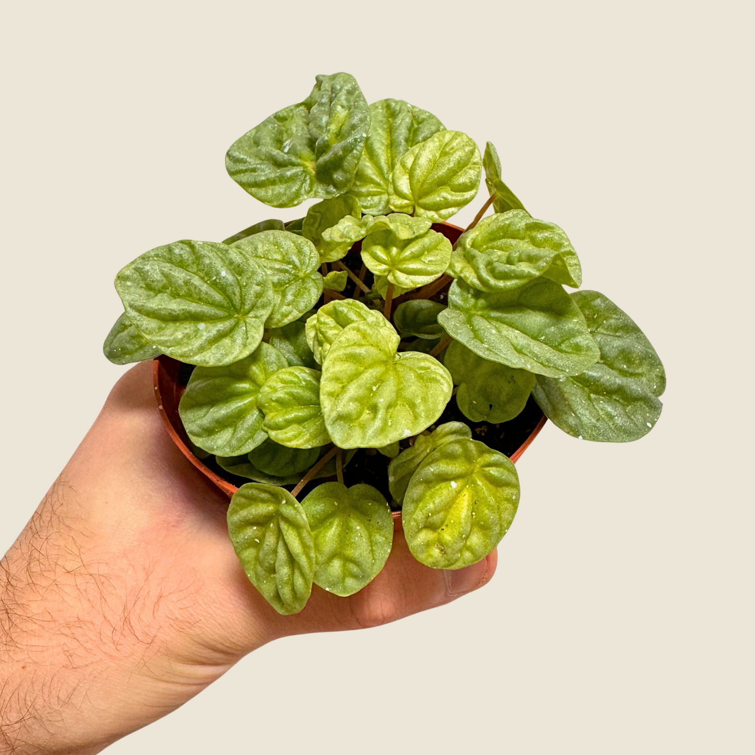 Peperomia Silver Dragon