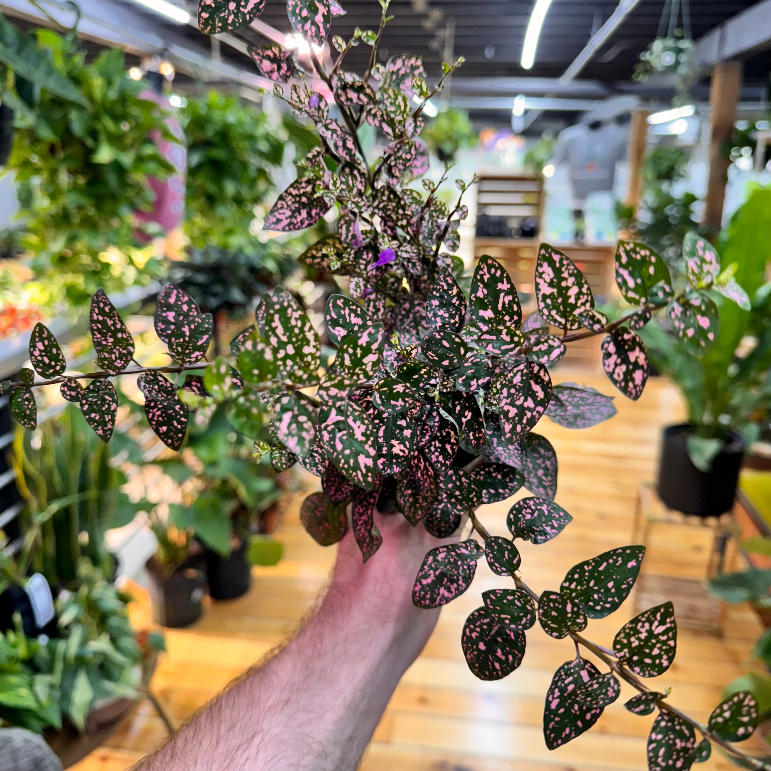 Hypoestes Polka Dot