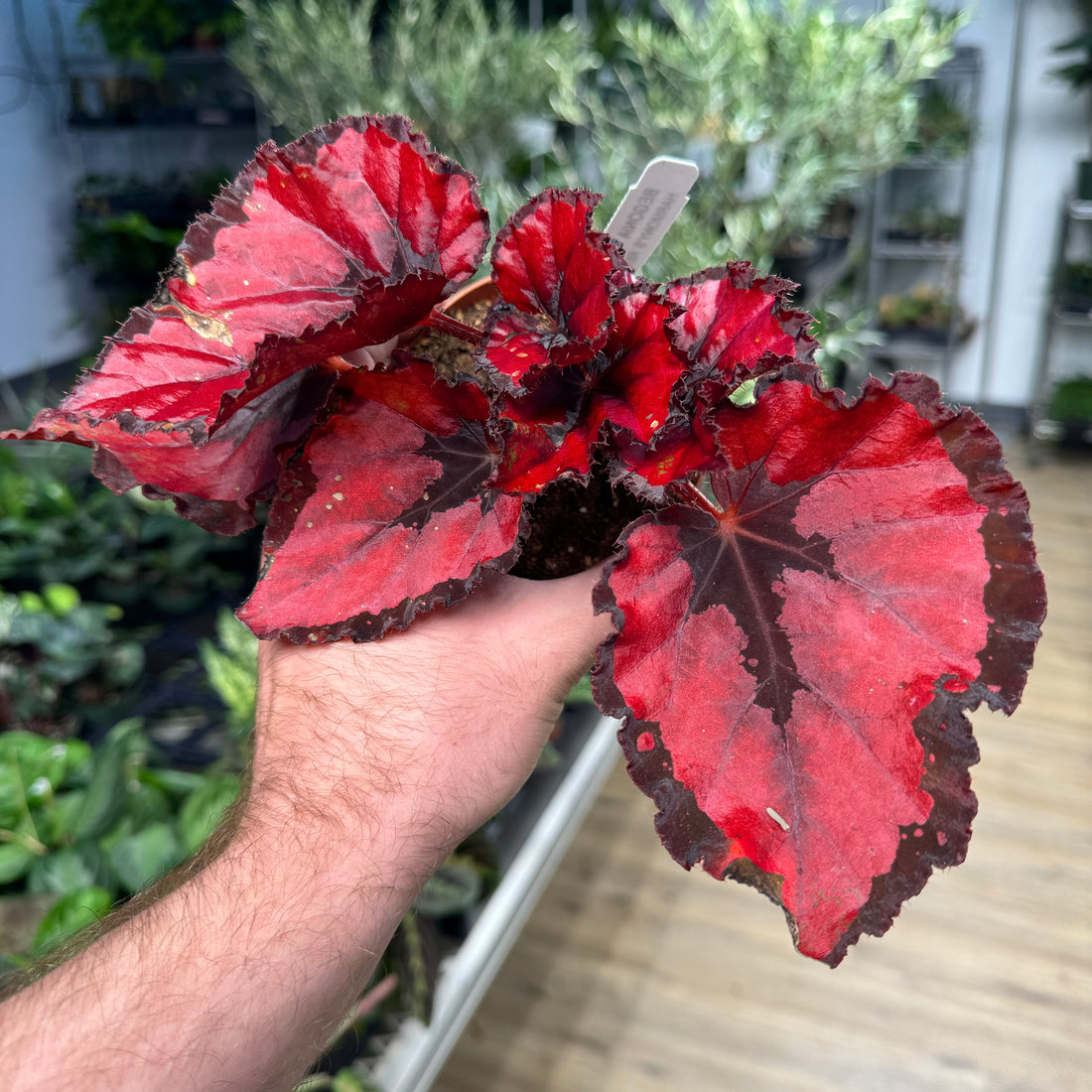 Begonia Red Robins