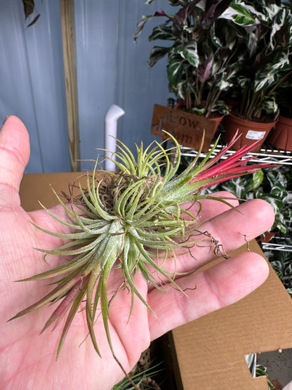 Ionantha Fuego Cluster Air Plant