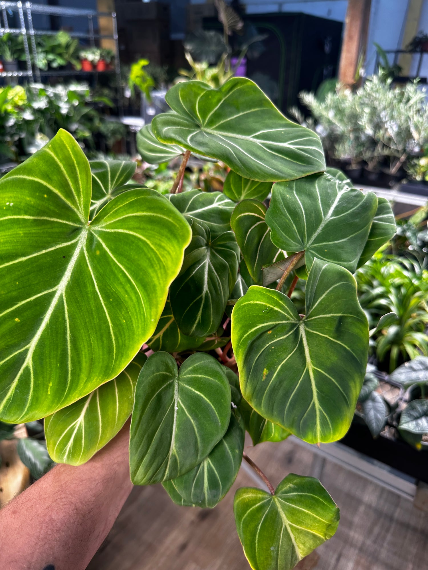 Philodendron Gloriosum