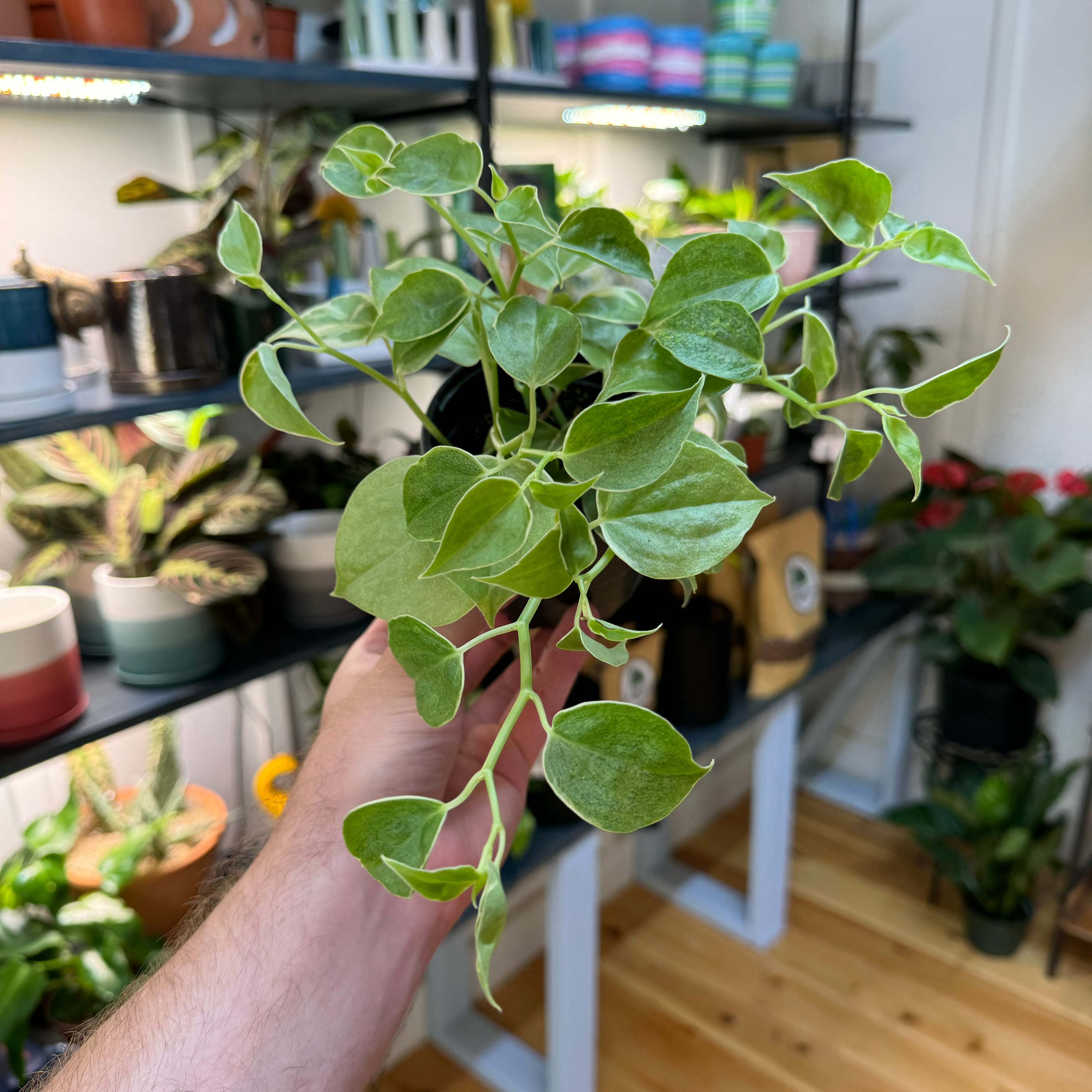 Peperomia Cupid