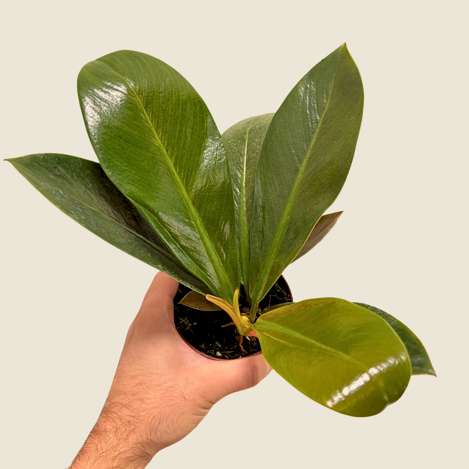 Philodendron Linnae Kunth