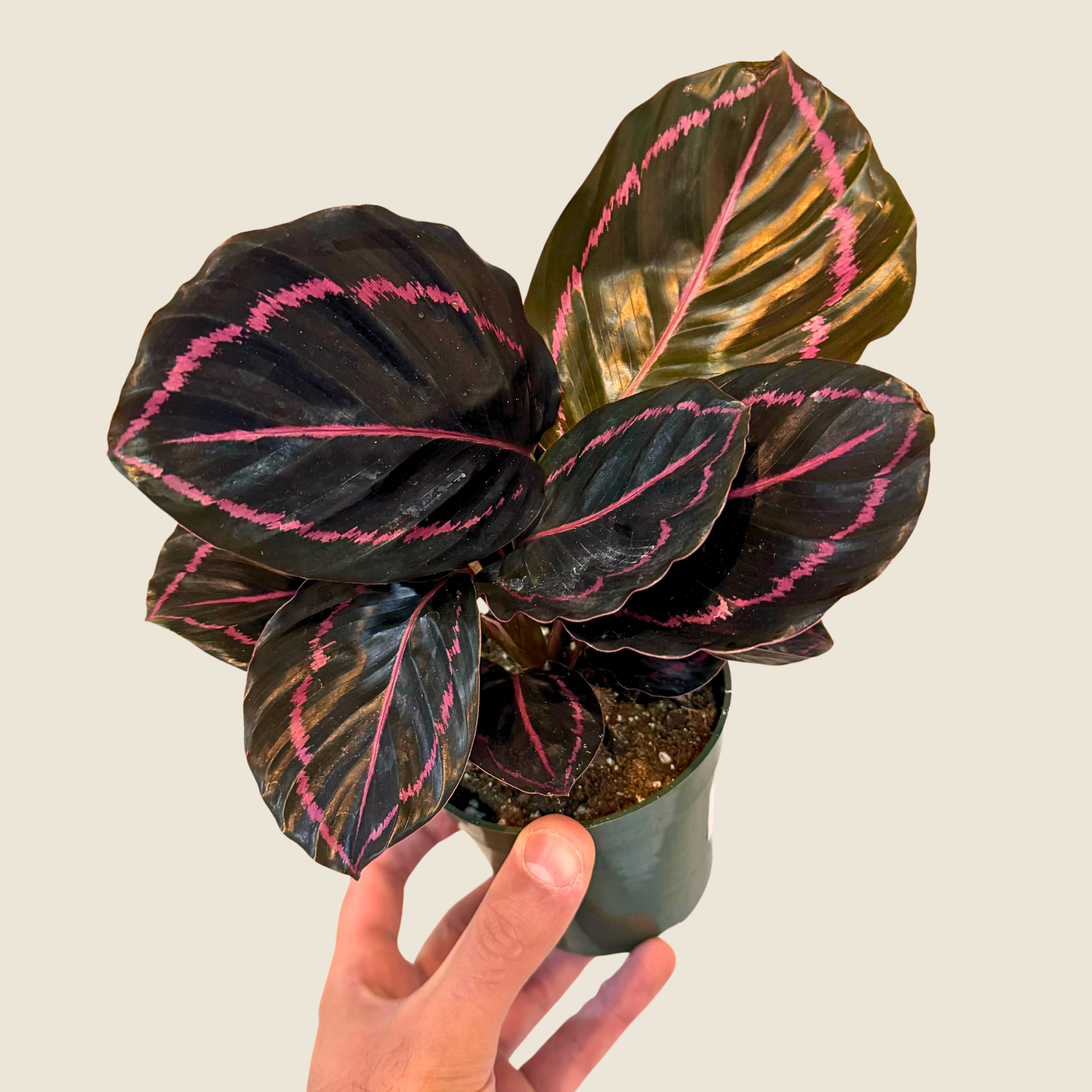 Calathea Dottie