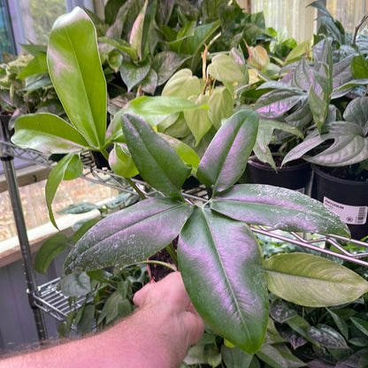 Philodendron Goeldii