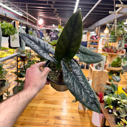 Alocasia Scalprum