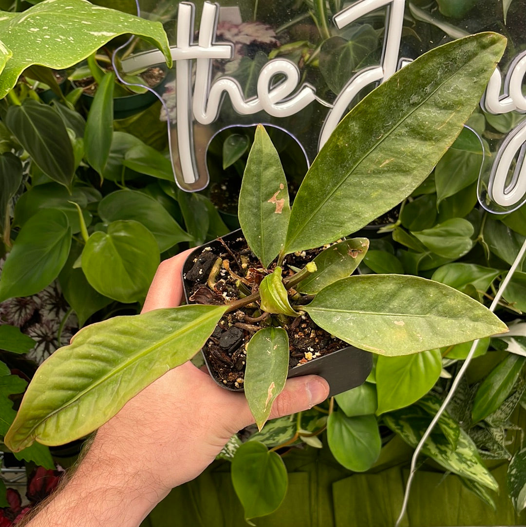 Anthurium Superbum