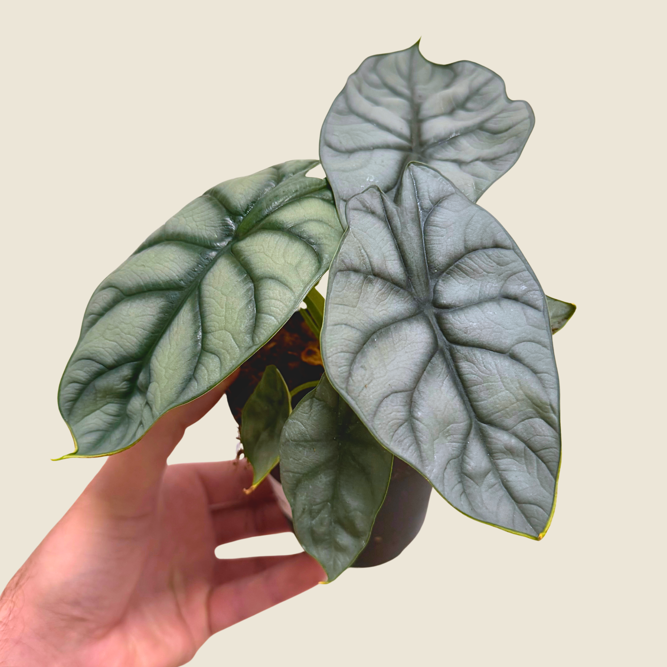 Alocasia Silver Dragon