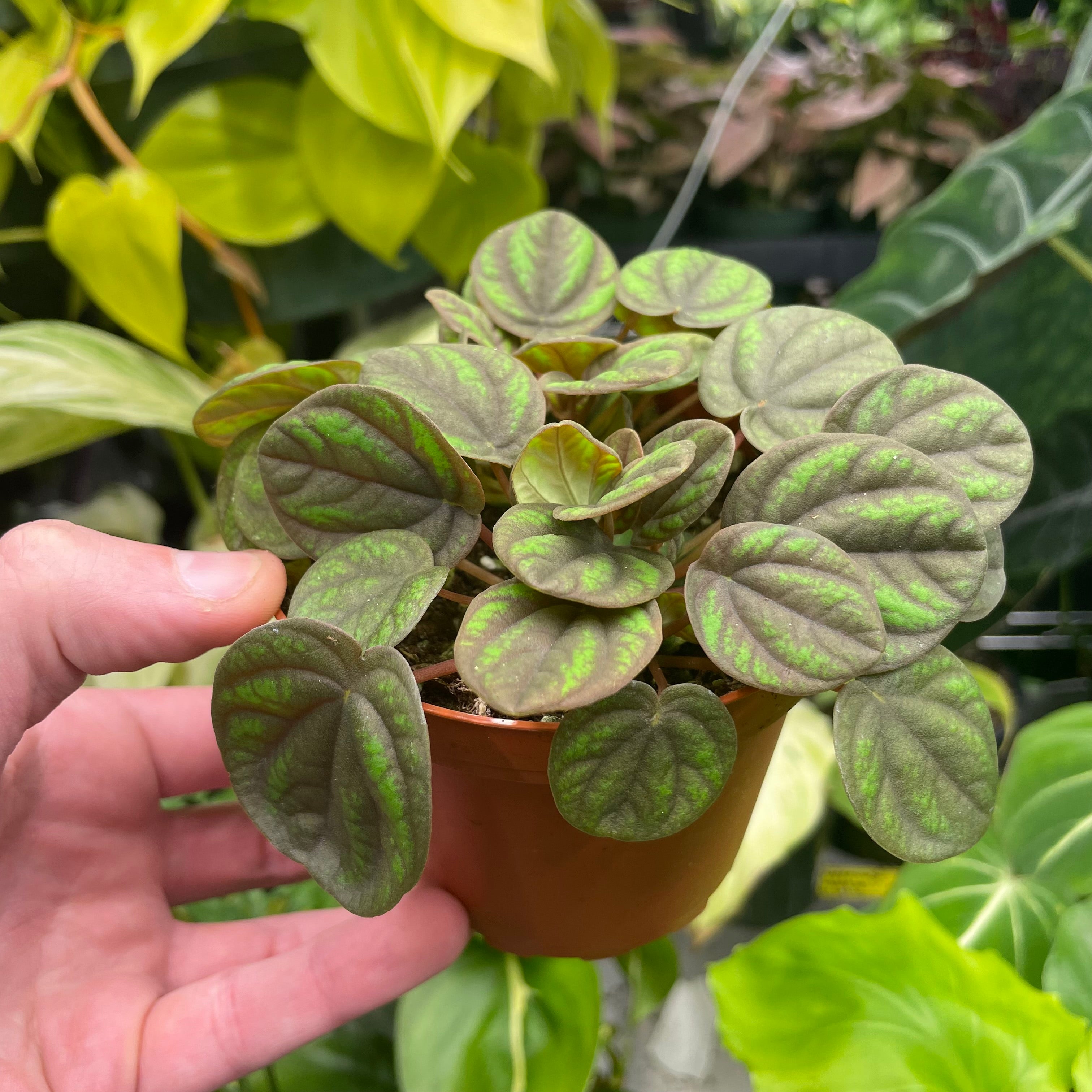 Peperomia Peppermill