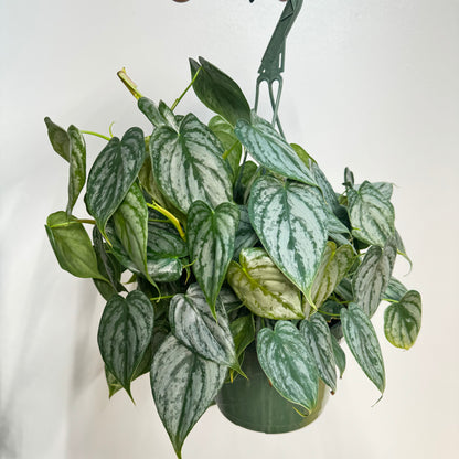 Philodendron Branditianum