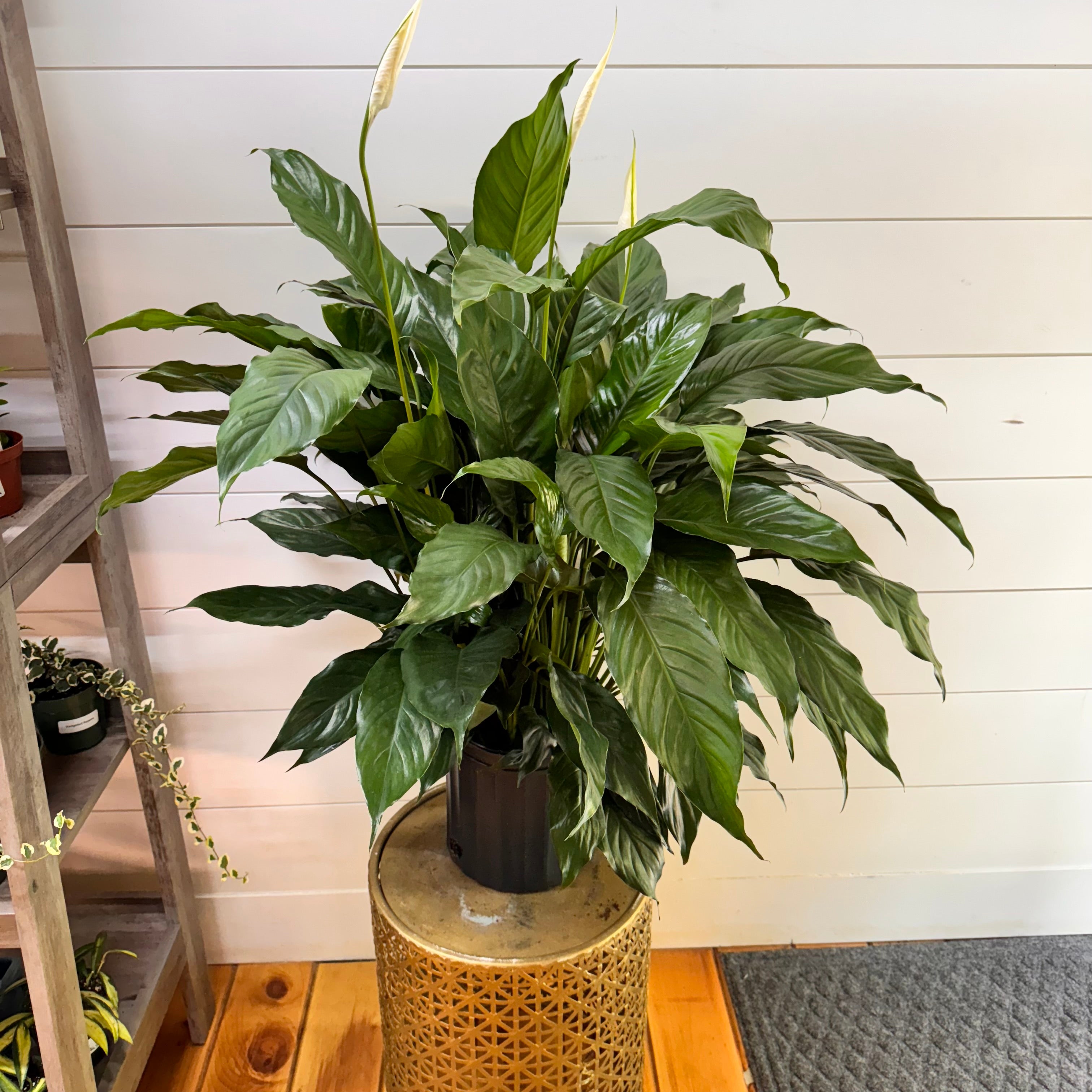 Peace Lily