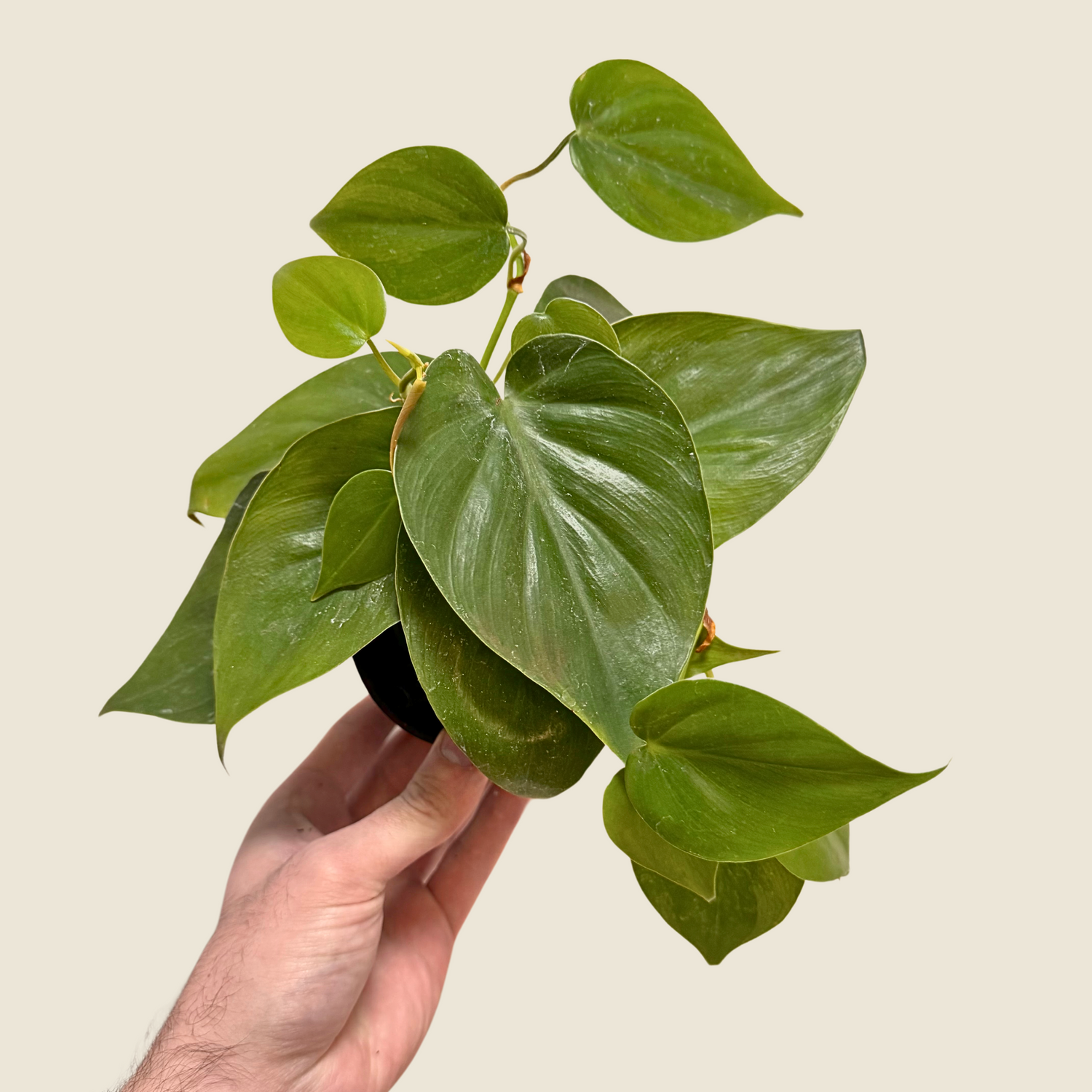 Philodendron Heartleaf