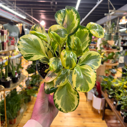 Peperomia Golden Gate