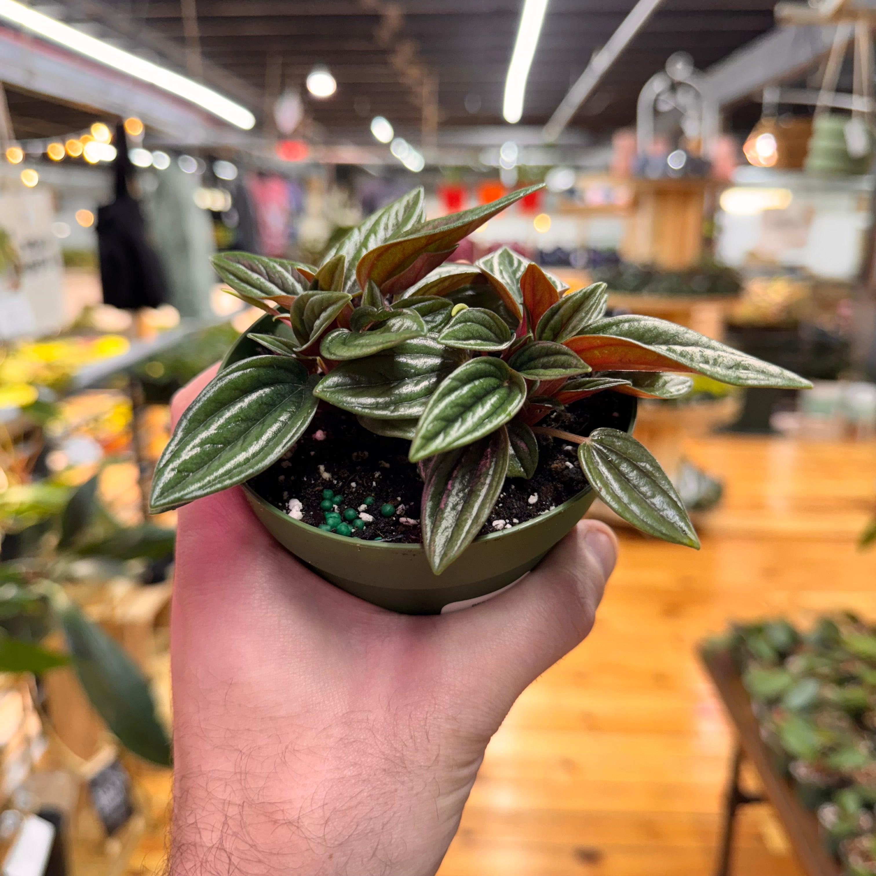 Peperomia Rosso