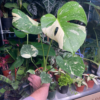 Monstera Thai Constellation