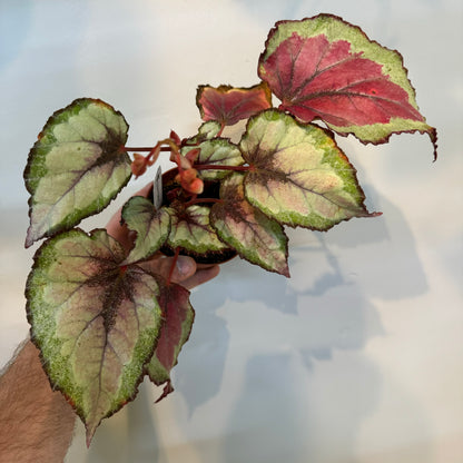 Begonia Spitfire