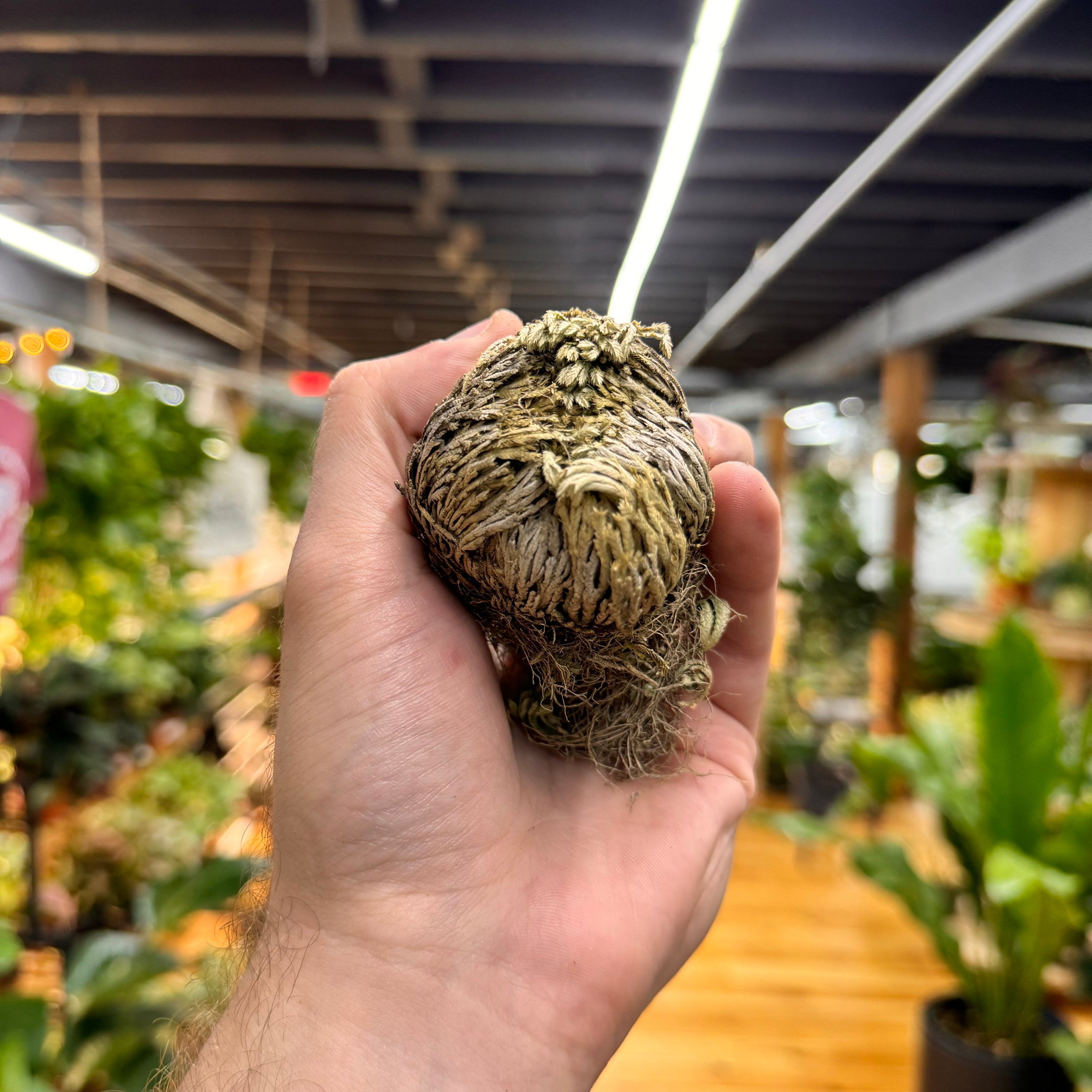 Resurrection Plant