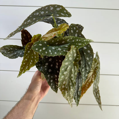 Begonia Maculata