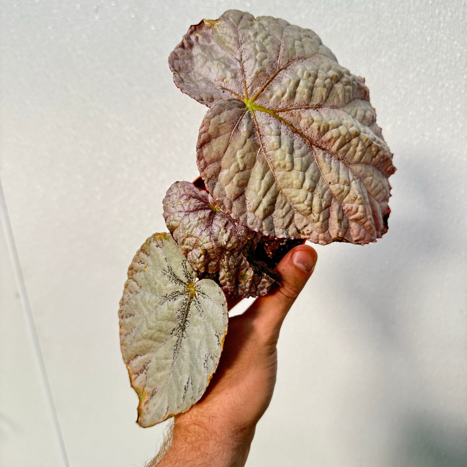 Begonia Harmony’s Silver Dollar