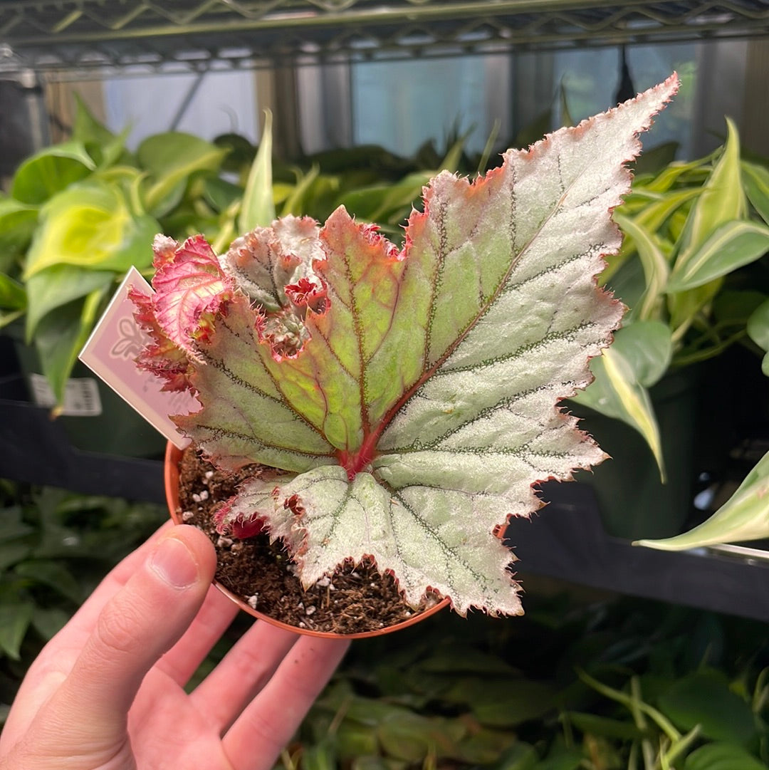 Begonia Harmony&