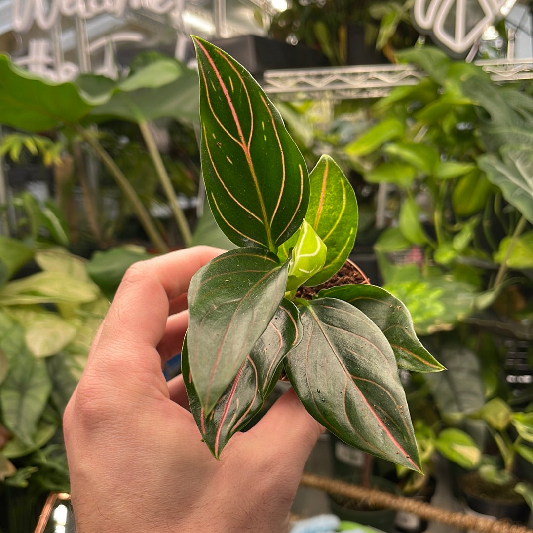 Aglaonema Red Vein