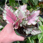 Begonia Rex Mayotte
