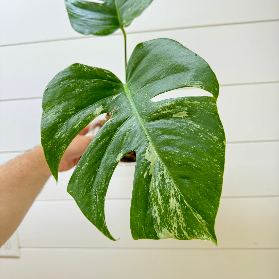 Monstera Mint