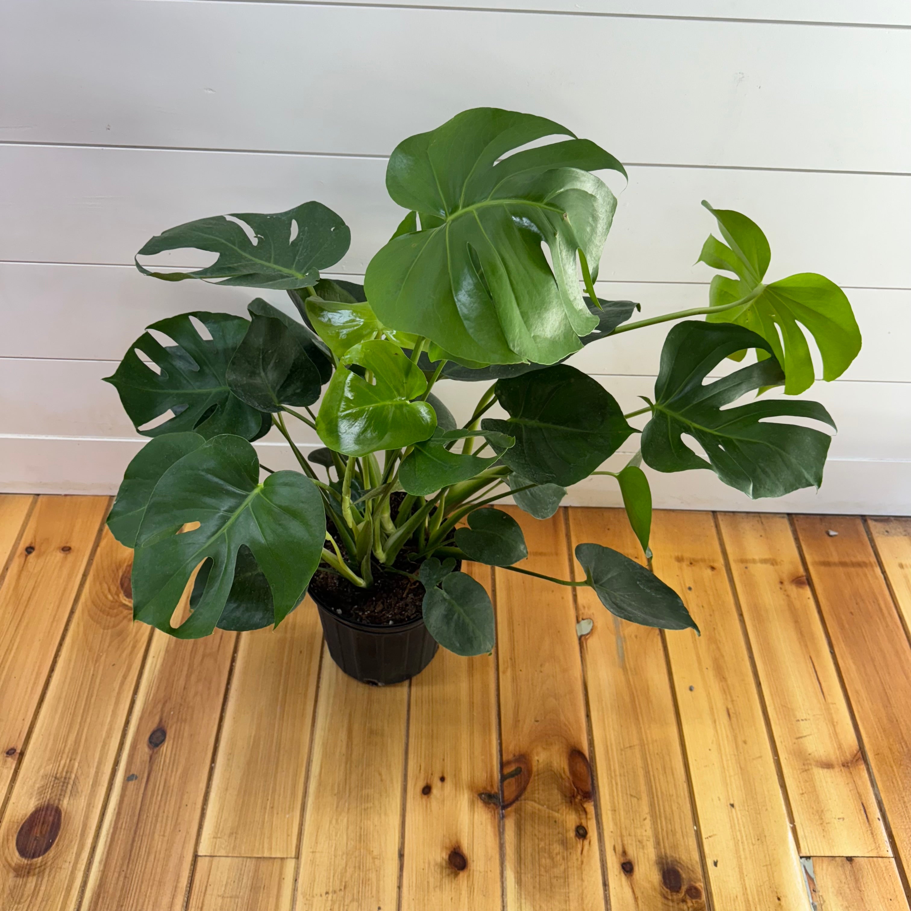 Monstera Deliciosa