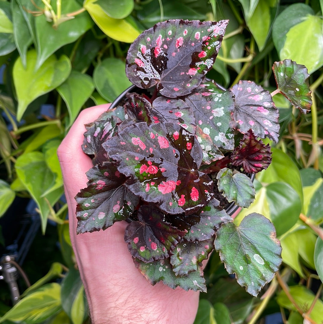 Begonia Madagascar