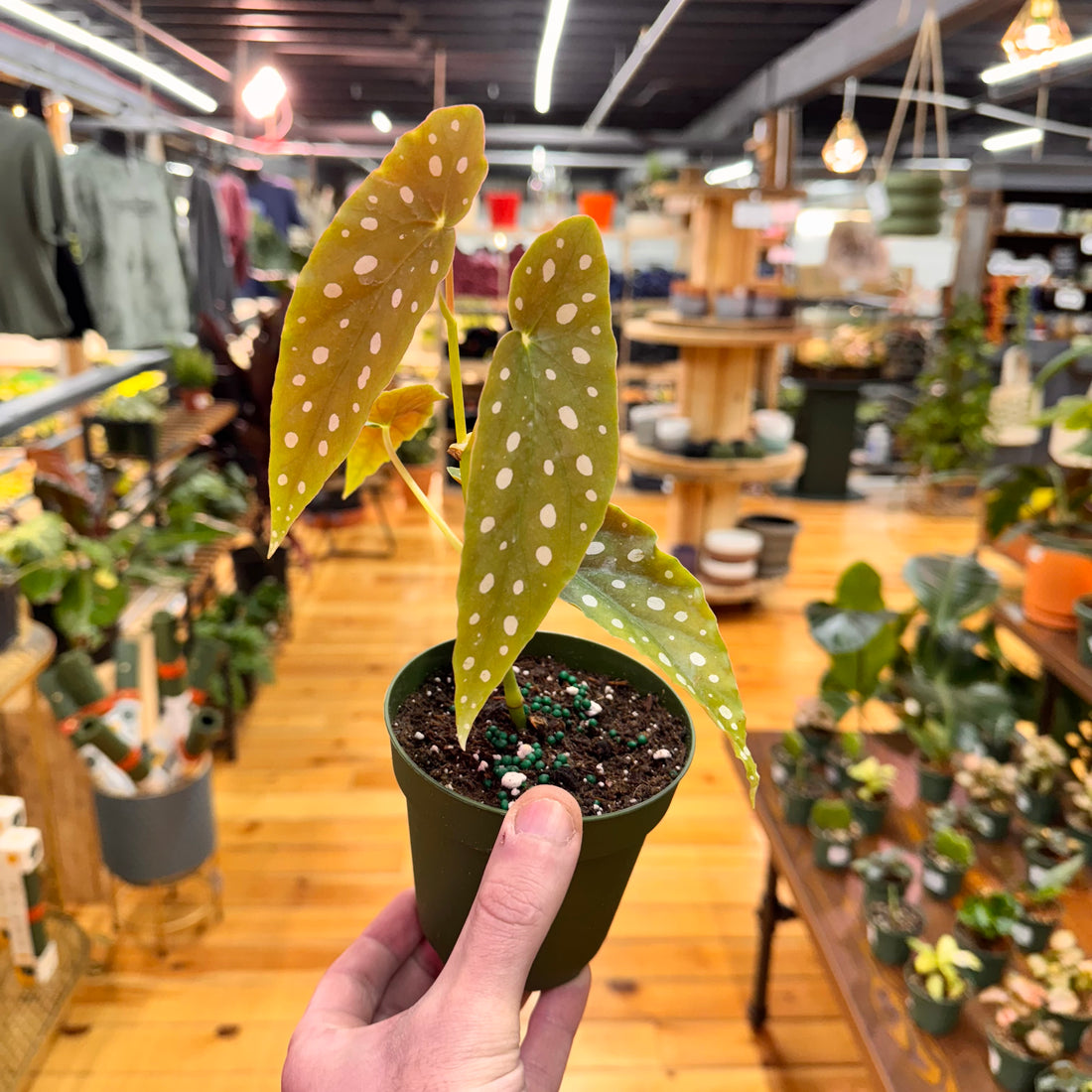 Begonia Maculata